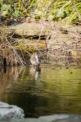 Wild Brambling (Fringilla montifringilla) perched on thin ice and looking at the rocks on the side of the pond