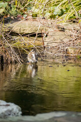 Small round Brambling bird (Fringilla montifringilla) perched on thin ice