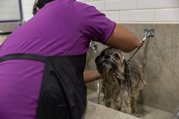 Dogs taking a bath and being groomed