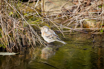 Colorful finch bird by the edge of a shallow icy stream, reflecting winter sunlight amid dry reeds. (Fringilla montifringilla)