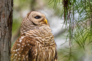 barred owl