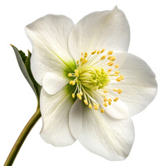 Flowers and Leaves in Christmas New year PNG concept. White flower with delicate petals and yellow stamens.