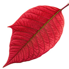 Flowers and Leaves in Christmas New year PNG concept. A vibrant red leaf showcasing intricate vein patterns.