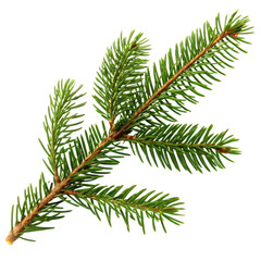 Flowers and Leaves in Christmas New year PNG concept. A close-up of a pine branch showcasing its needle-like leaves and earthy texture.