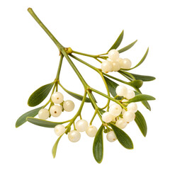 Flowers and Leaves in Christmas New year PNG concept. Mistletoe branch with green leaves and white berries.