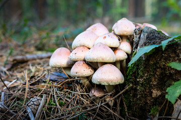 Hypholoma fasciculare mushrooms in forest