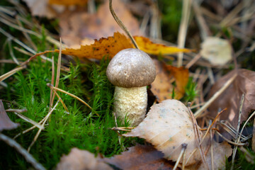 Small birch bolete mushroom growing from moss
