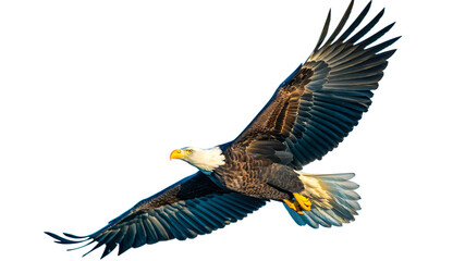 Obraz premium american bald eagle