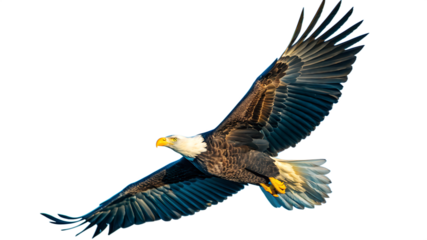 american bald eagle