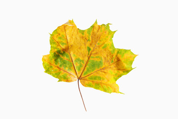 Autumn maple leaf isolated on a white background.