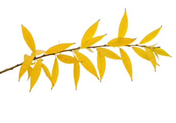 Isolated autumn willow branch featuring vibrant yellow leaves in natural lighting, no background