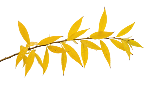 Isolated autumn willow branch featuring vibrant yellow leaves in natural lighting, no background