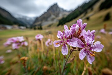 Purple wildflowers bloom in a mountainous valley under a cloudy sky during early spring