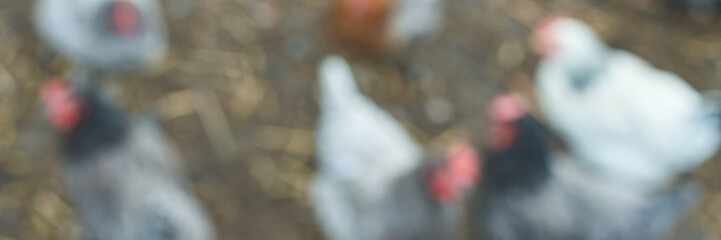 Blurred image of chickens on farm with straw litter in background.