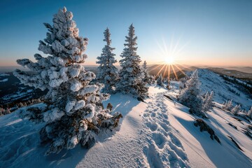 Snow-covered trees basking in the sunlight at sunrise in a winter landscape with a clear sky and distant mountains