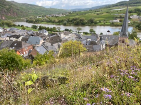 City of &Uuml;rzig on the Moselle