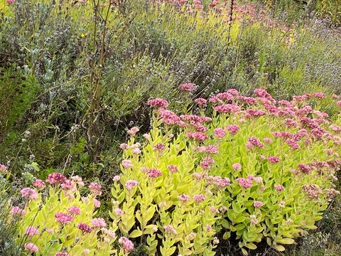 Rock garden Sedum