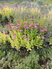 Rock garden Sedum