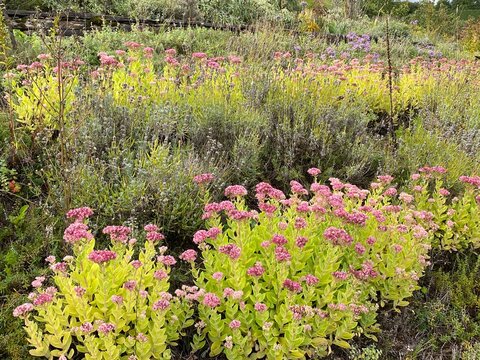 Rock garden Sedum