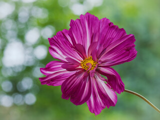Freigestellte Blüte von Cosmea im Garten, Naturhintergrund soft