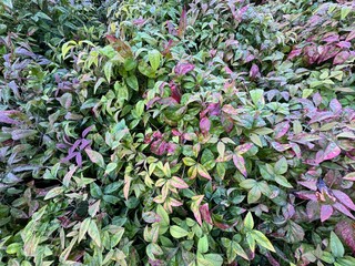 Nandina domestica (heavenly bamboo) foliage with vivid green, red, and purple leaves covered in...