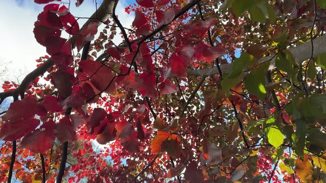 Red autumn leaves of parrotia tree.