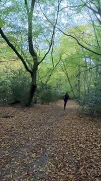 Epping Forest in Autumn 