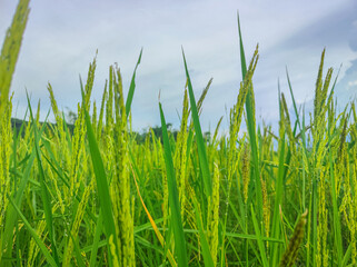 Fototapeta premium Low Angle Close-Up of Rice Ears in Green Paddy Field