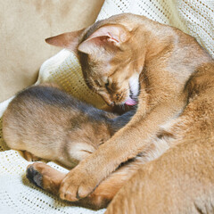 Abyssinian cat grooms kitten on cozy blanket in heartwarming tender moment.