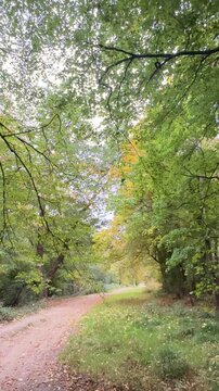 Epping Forest in Autumn 