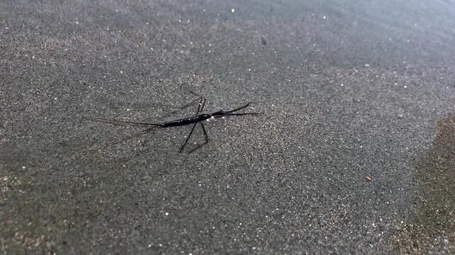 Ranatra sp, known as water scorpion, is an aquatic insect with a long body and breathing tube. It hunts small aquatic prey using raptorial forelegs. Found in freshwater habitats worldwide. 