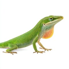 Fototapeta premium A vibrant green lizard is shown in profile with its throat extended, creating a striking contrast against its bright green body. The reptile is an interesting subject to look at