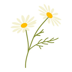 Vector illustration of chamomile (Matricaria chamomilla) with stem and leaves on white background, ideal for design, decoration, beauty, and wellness