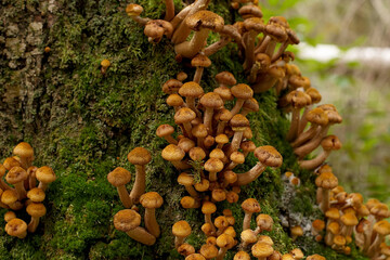 Honey mushrooms. Edible mushrooms. Nature. Honey mushrooms growing on a tree in the forest.