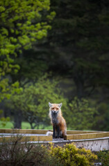Red fox