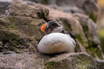 A close-up photograph of an Atlantic puffin resting on a rocky surface. The bird&rsquo;s distinctive orange beak and black-and-white plumage stand out beautifully against the natural rock background. Ideal 