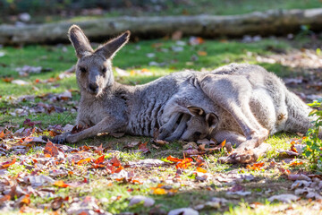 Eastern grey kangaroo (Macropus giganteus: gigantic large-foot; also great grey kangaroo or forester kangaroo) with baby