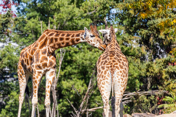Obraz premium Rothschild's giraffe (Giraffa camelopardalis rothschildi)