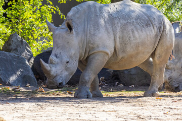 Obraz premium Rhinocéros blanc (Ceratotherium simum) at zoo Granby