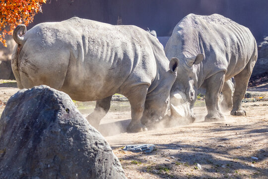  Rhinocéros blanc (Ceratotherium simum) at zoo Granby