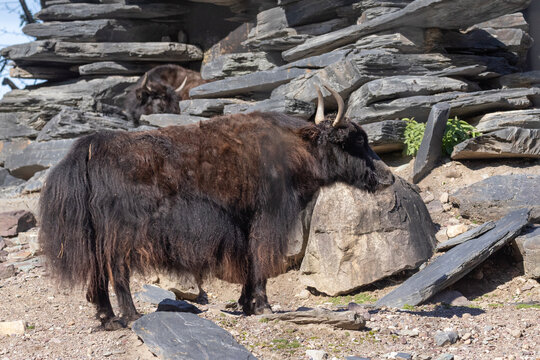 The yak (Bos grunniens), also known as the Tartary ox