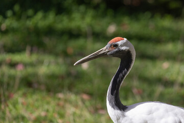 Obraz premium red-crowned crane (Grus japonensis), also called the Manchurian crane