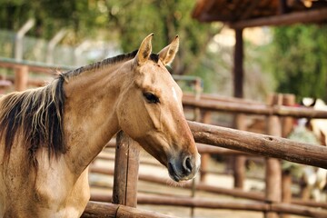 Naklejka premium Brown Horse Standing Inside a Rural Wooden Corral