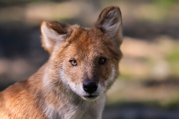 The dhole (Cuon alpinus) portrait