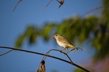 Small Yellow Bird Perched on Thin Branch Against Blue Sky
