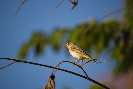 Small Yellow Bird Perched on Thin Branch Against Blue Sky