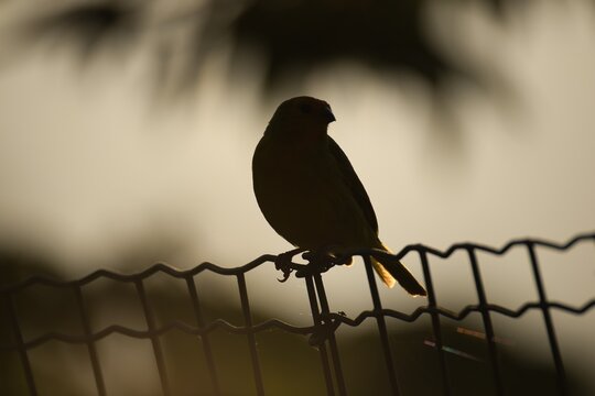 Silhouette of a Bird on a Fence at Golden Sunset