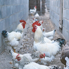 Flock of white roosters and hens in a narrow outdoor alleyway between stone walls.