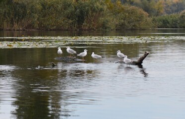 Great crested grebe and seagulls on the lake in autumn
