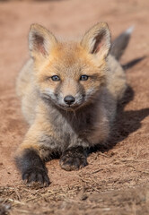 Red fox
